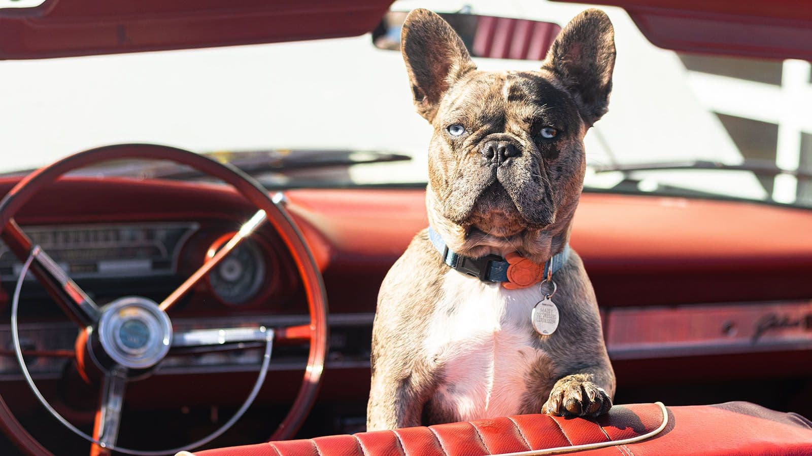 Hund och katt i bilen - tänk på det här